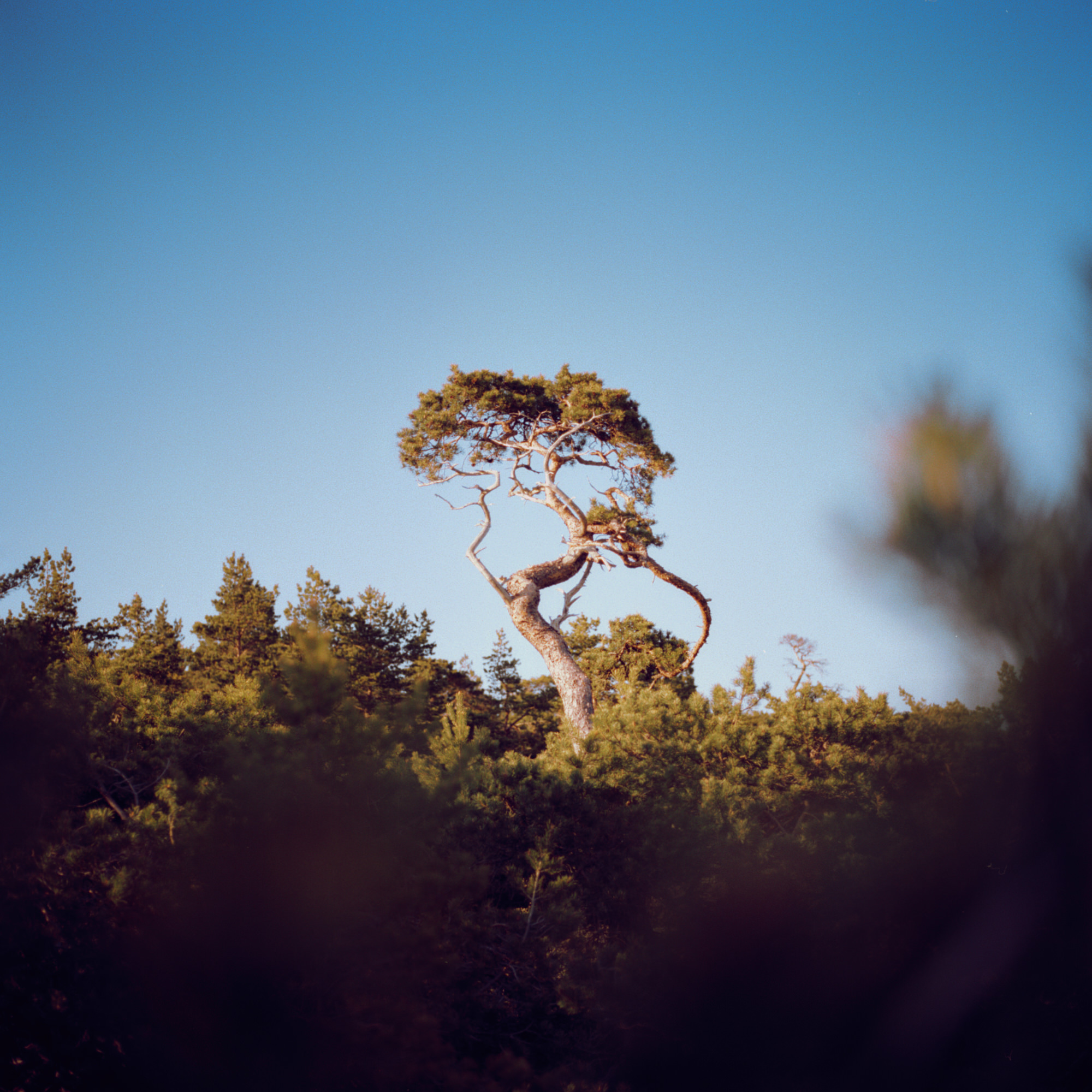 Project: Observations - img
